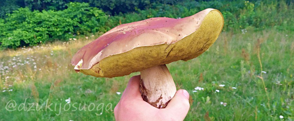 Mushroom hunting tours in Lithuania - "Dzukijos uoga"