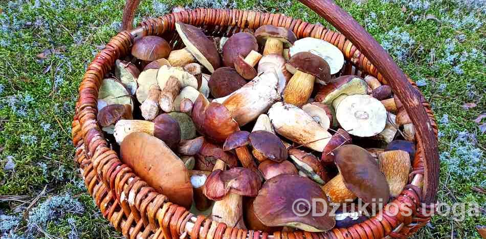 Mushroom foraging festival in Varena Lithuiania