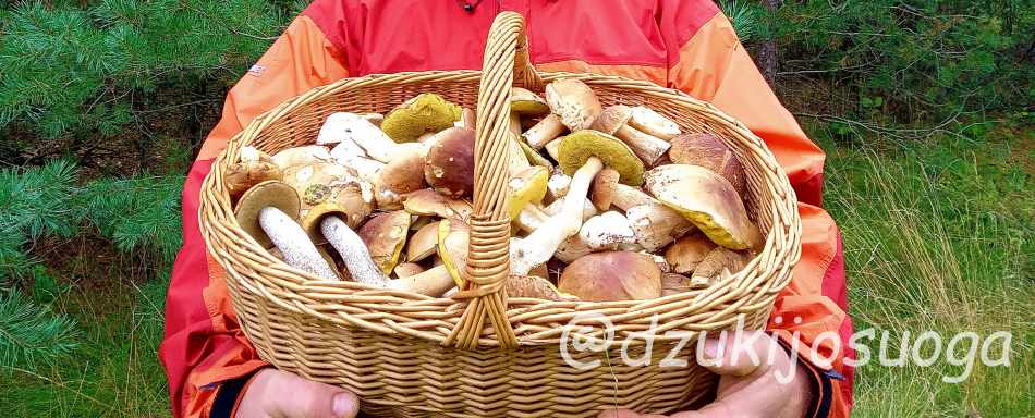 Mushroom hunting in Alytus county - Dzukijos uoga